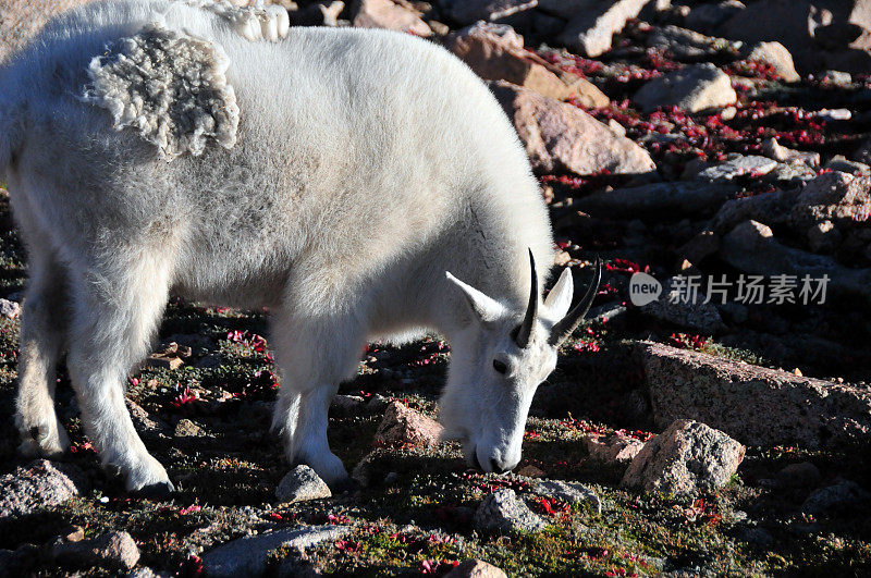 美国科罗拉多州埃文斯山山羊(Oreamnos americanus)——一种正在蜕皮的比利，即雄性